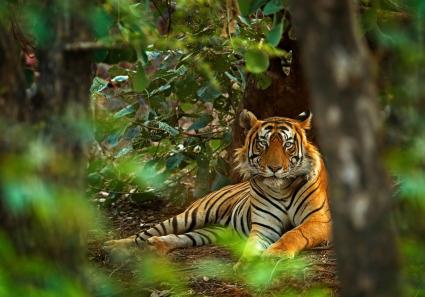 Tiger im Rhantambore_12_2.jpg